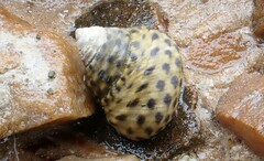 Austrocochlea constricta