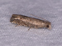 Epiblema minutana