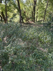 Hypericum prolificum