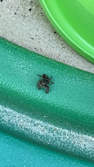 Phidippus audax