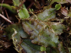 Conocephalum conicum