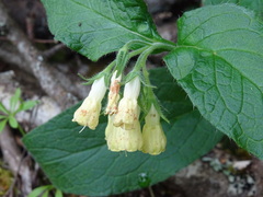 Symphytum tuberosum
