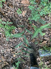 Chasmanthium latifolium