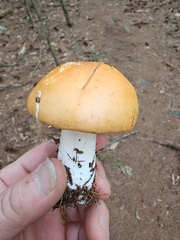 Russula paludosa