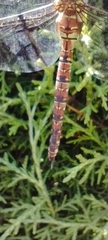 Rhionaeschna multicolor
