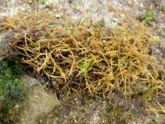 Chondracanthus acicularis