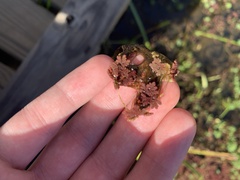 Azolla caroliniana