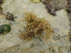 Chondracanthus acicularis