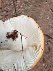 Russula paludosa