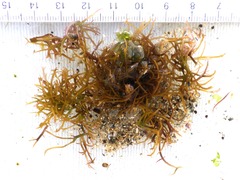 Chondracanthus acicularis