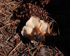 Paralepista flaccida