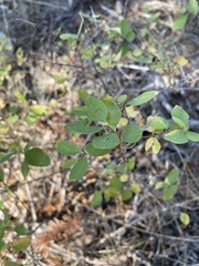 Symphoricarpos occidentalis