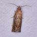 Derelict Pelochrista Moth - Photo (c) Jack Cochran, some rights reserved (CC BY-NC), uploaded by Jack Cochran
