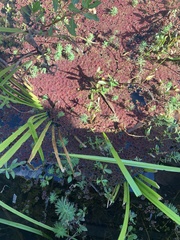 Azolla caroliniana