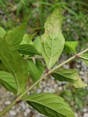 Spiraea japonica