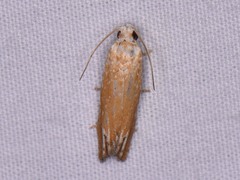 Eucosma floridana