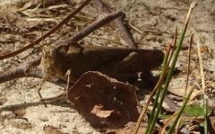 Dissosteira carolina