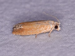 Eucosma floridana