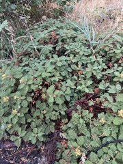 Chamaebatia foliolosa