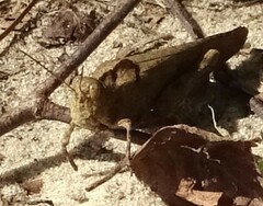 Dissosteira carolina