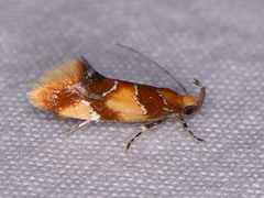 Epicallima argenticinctella