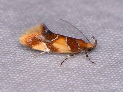 Epicallima argenticinctella