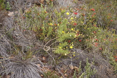 Euryops abrotanifolius