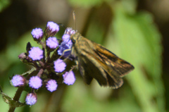 Polites themistocles