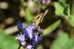 Polites themistocles