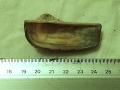 Arca noae