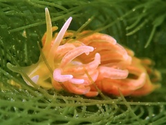 Phyllodesmium serratum
