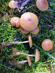 Galerina