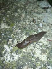 Ambigolimax valentianus