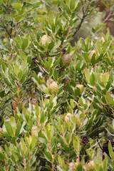 Leucadendron strobilinum