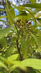 Psychotria tenuifolia
