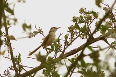 Prinia fluviatilis