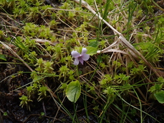 Viola palustris
