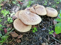 Agaricus bohusii