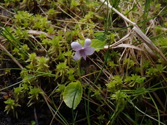 Viola palustris