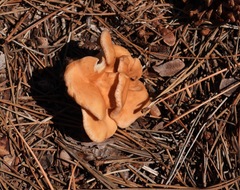 Paralepista flaccida