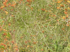 Daviesia divaricata