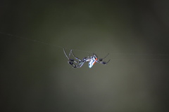 Leucauge sarawakensis