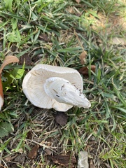 Leucoagaricus barssii