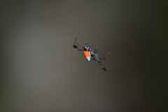 Leucauge sarawakensis