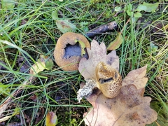 Scleroderma verrucosum