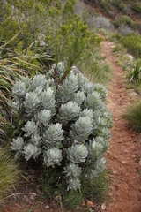 Leucospermum conocarpodendron conocarpodendron