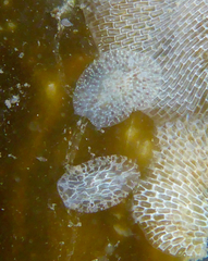 Corambe pacifica