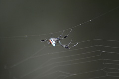 Leucauge sarawakensis