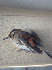 Phleocryptes melanops