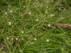 Trachyandra divaricata